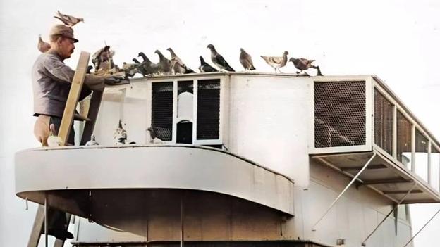 抗日战场最不能留的动物，一旦发现先不杀鬼子，也要率先消灭它