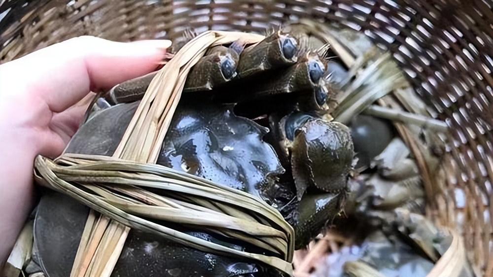 原来，江苏有这么多好吃的蟹！