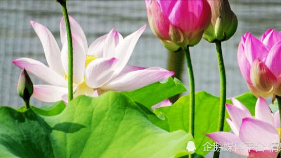 六月末横财频发，最得财神爷眷顾的三大生肖