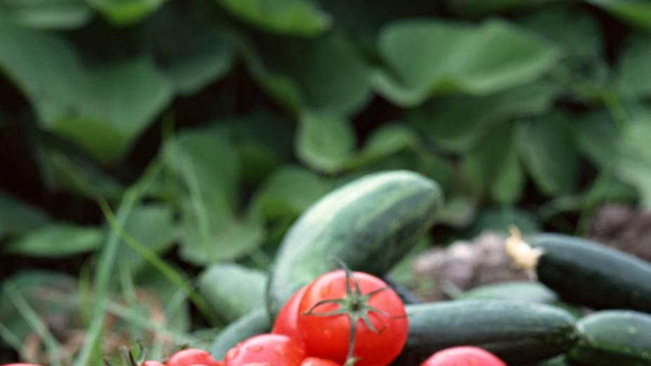 黄花菜三月盛放，现象级，平原沃土，经济价值高