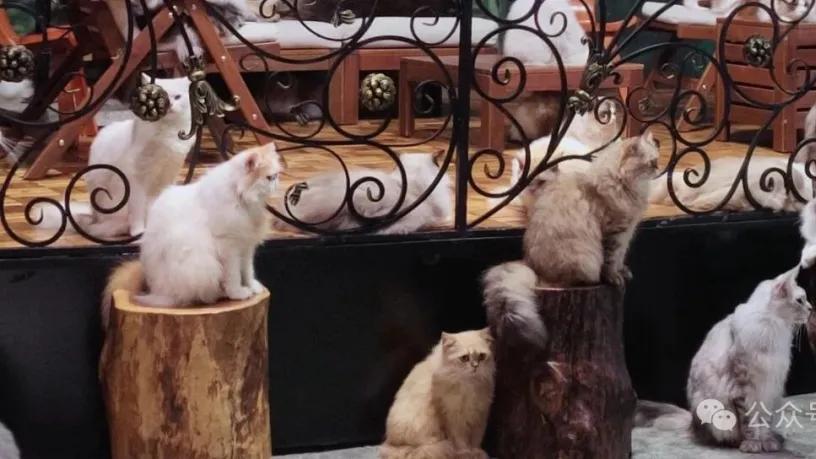 猫舍主理人分享！根据猫品种选猫粮技巧是什么？品质好猫粮推荐