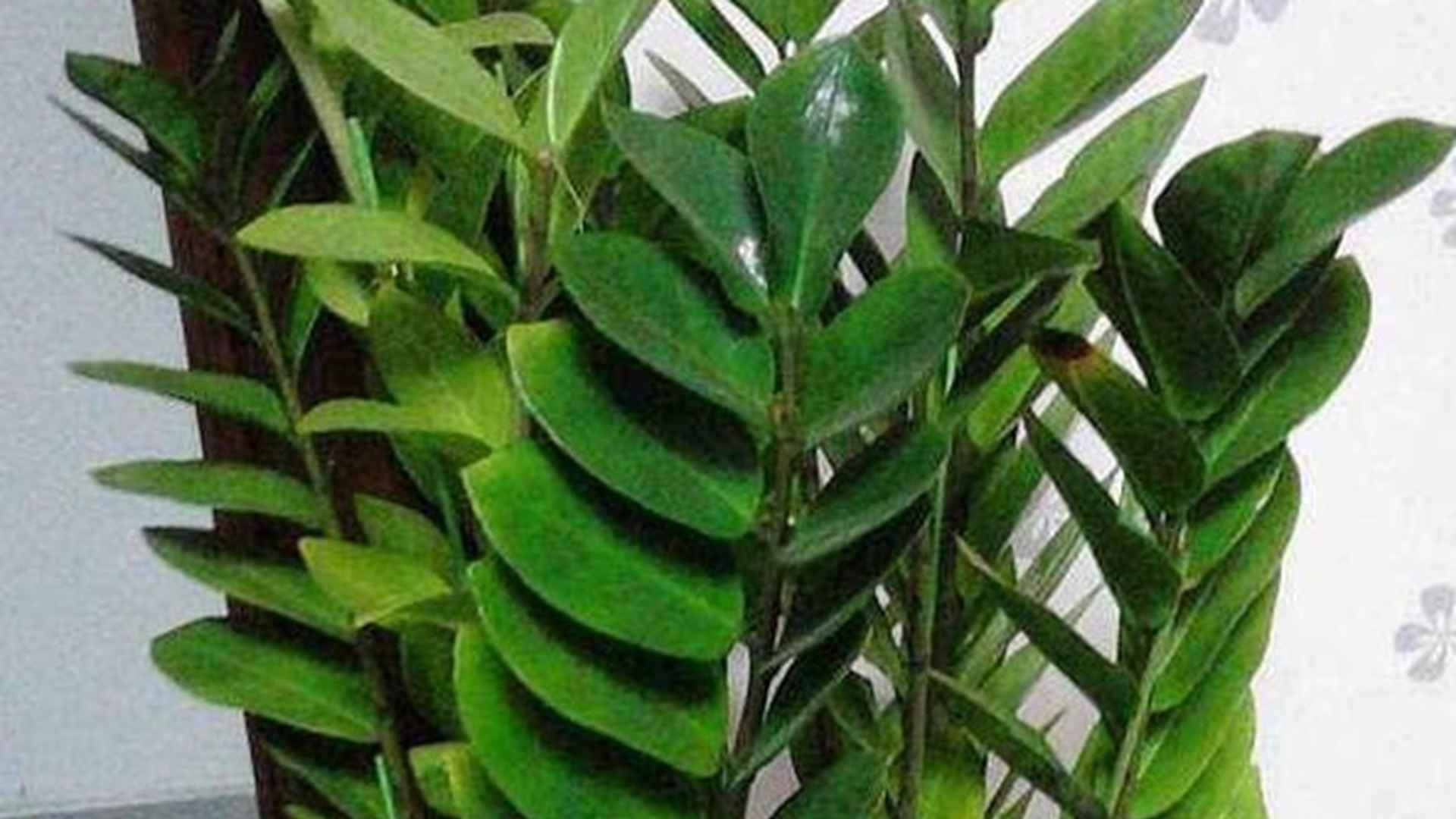 金钱树组培污染防控要点，无菌室规范操作指南，接种镊消毒与动作速度要求