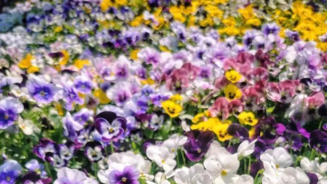 桂湾公园周末游，三色堇花海浪漫绽放，邀你共赴春日之约