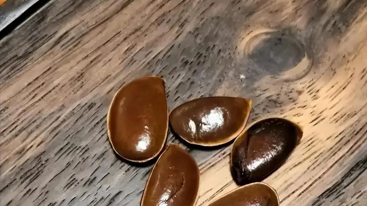 万物皆可盘，吃完的柿子核你是不是都扔了？其实颜值靠谱