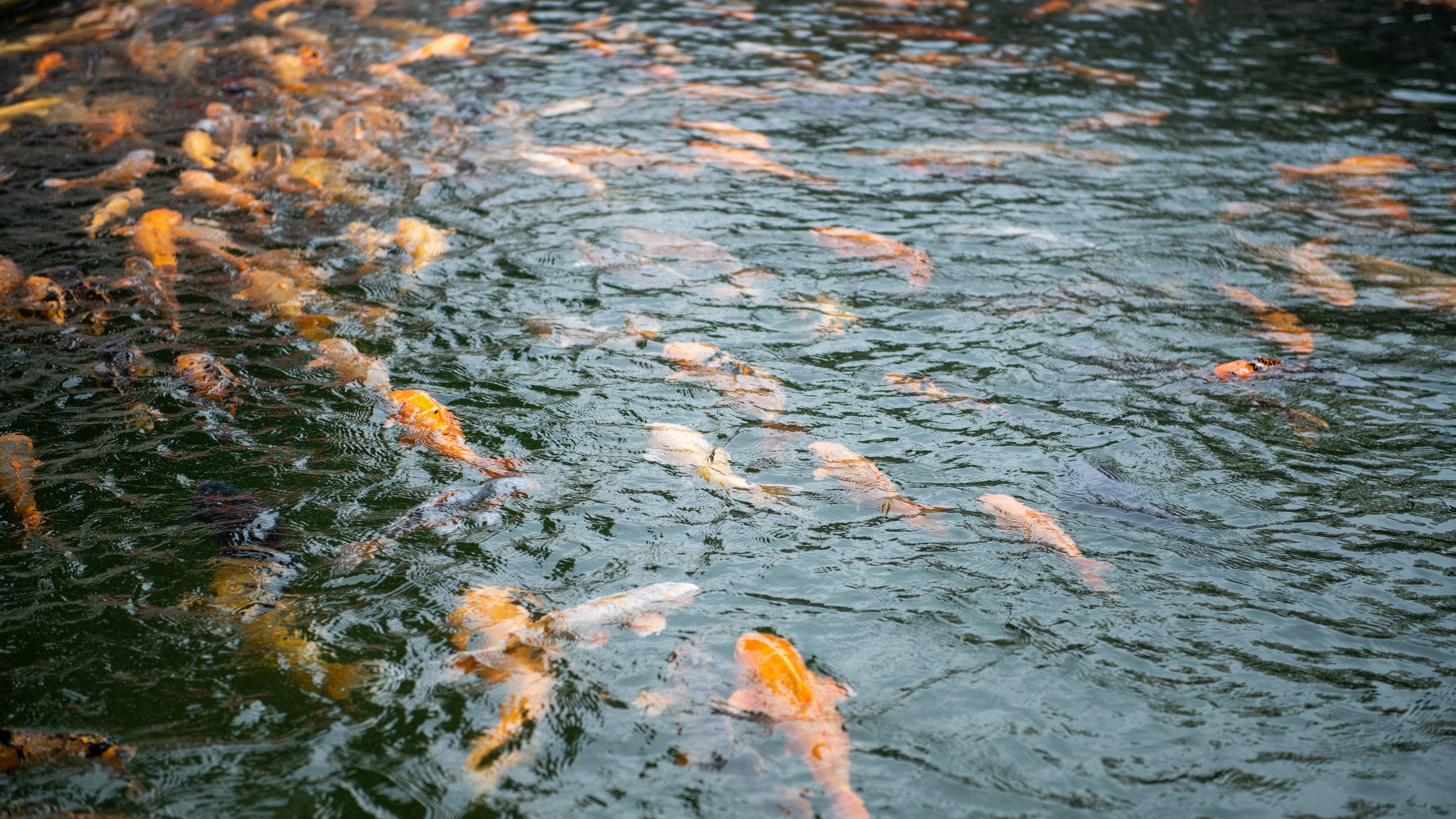 化工并购的进化论