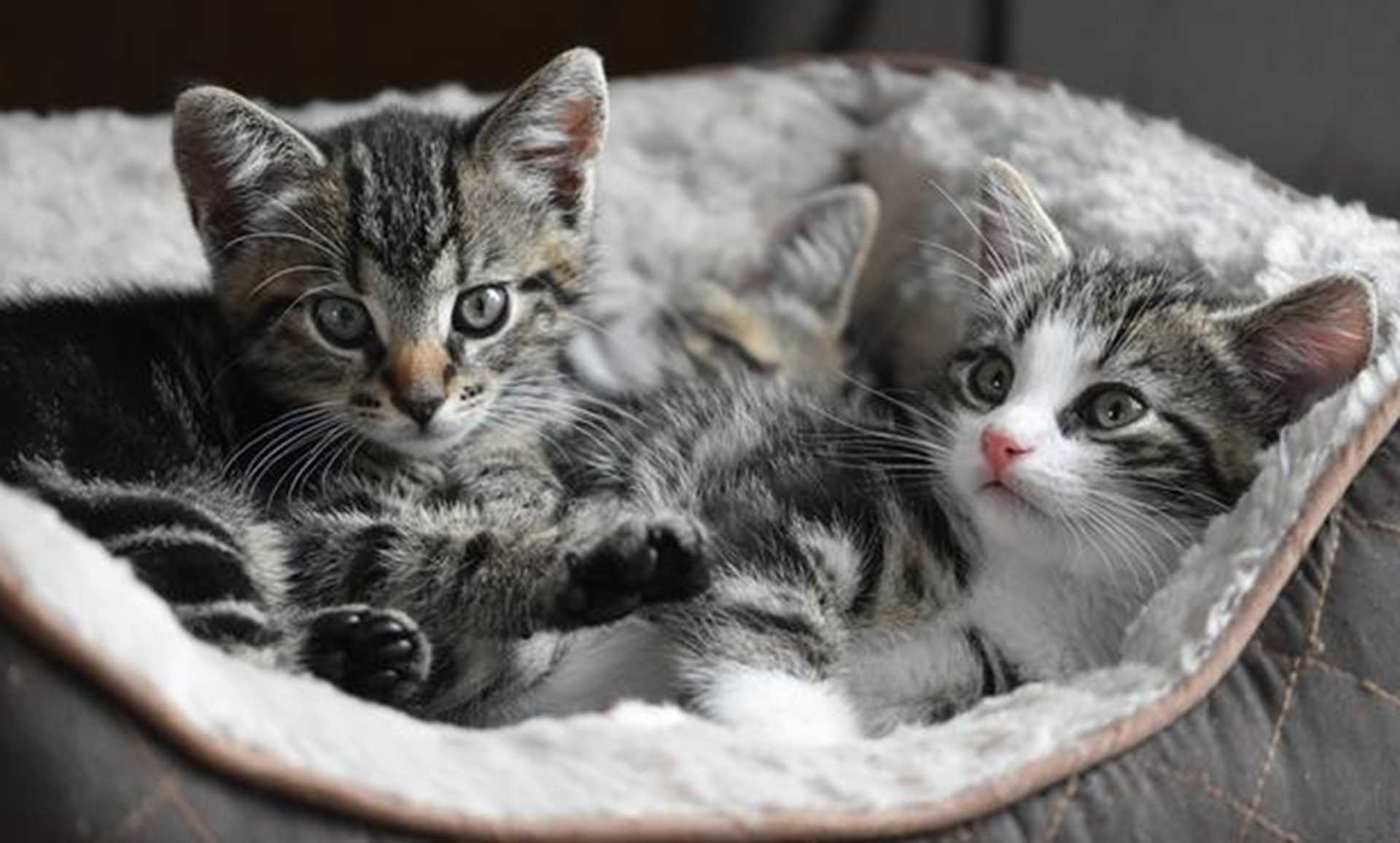 产前筑巢材料选，家养别随意，回乡大学生，狸花猫分娩焦虑缓解