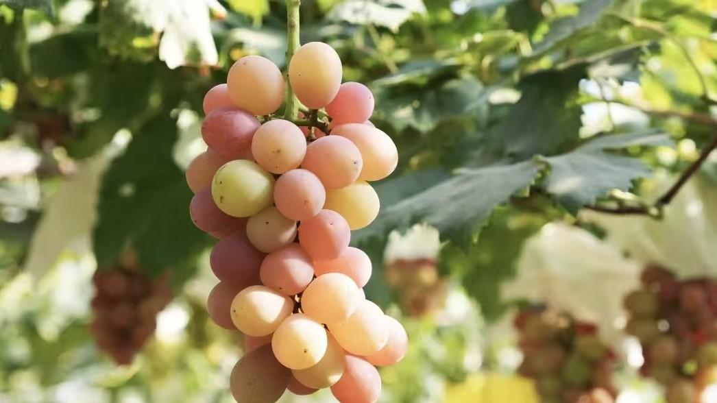 你爱吃的马陆葡萄，竟藏着「左岸芯慧」的硬核密码！