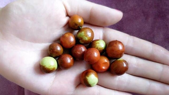 酸枣林下经济模式探索，食用菌套种效益分析，半年收益与复合经营对比