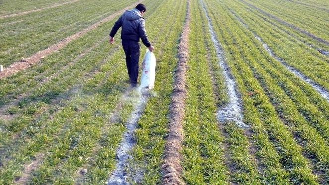 高原农作物紫外线防护研究，大蒜遮阳网密度优化，强光适应与地窖恒温储存方案