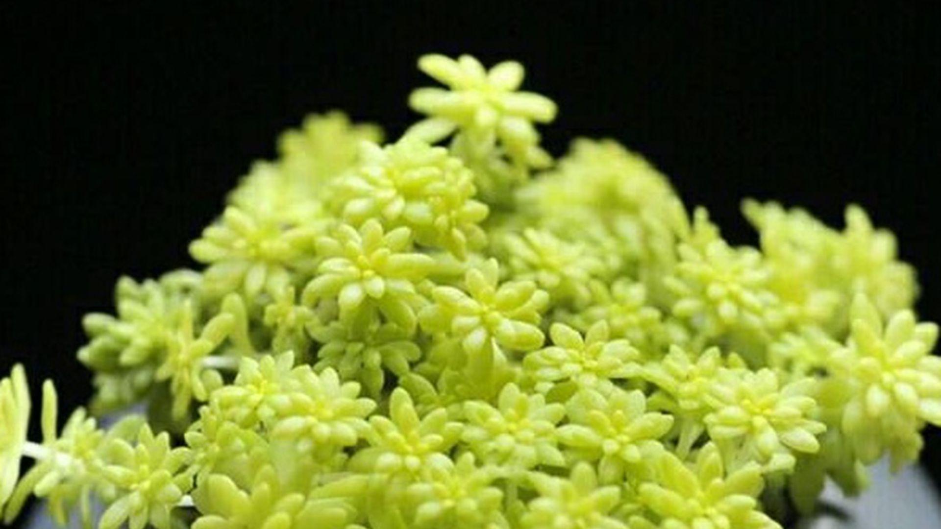 黄金草固沙工程，八周覆盖验收，沙漠治理项目，补水系统要可靠