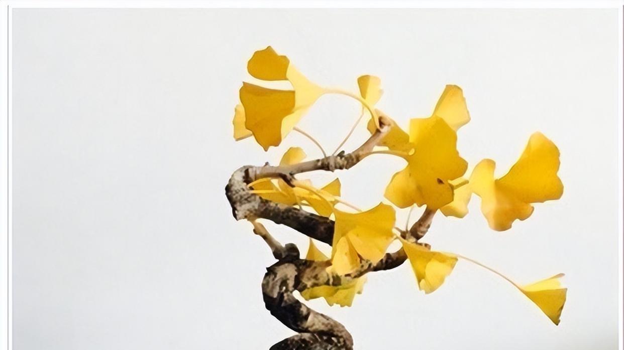 银杏树：解读它背后的长寿、爱情和文化传承