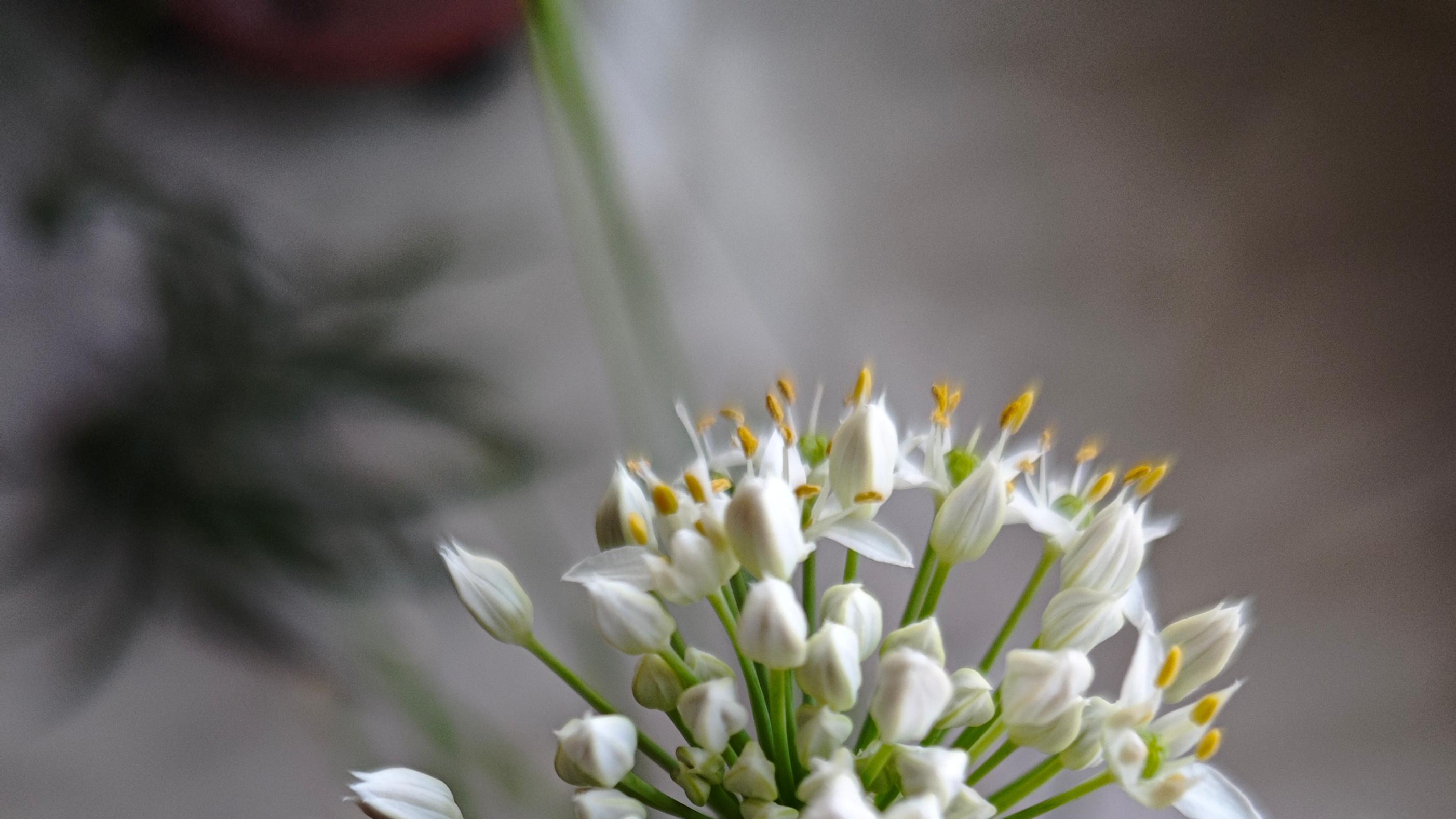 收获时，验证“春种一粒粟秋收万颗子”的喜悦