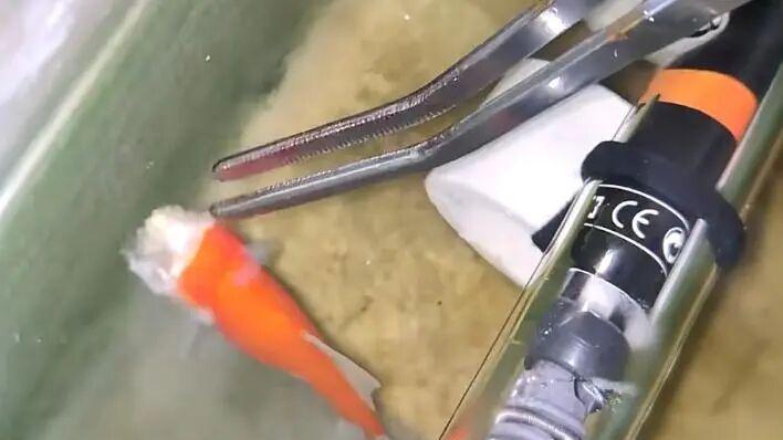 生命奇迹！安徽 “无头金鱼” 能活20天，它靠什么撑下来的？