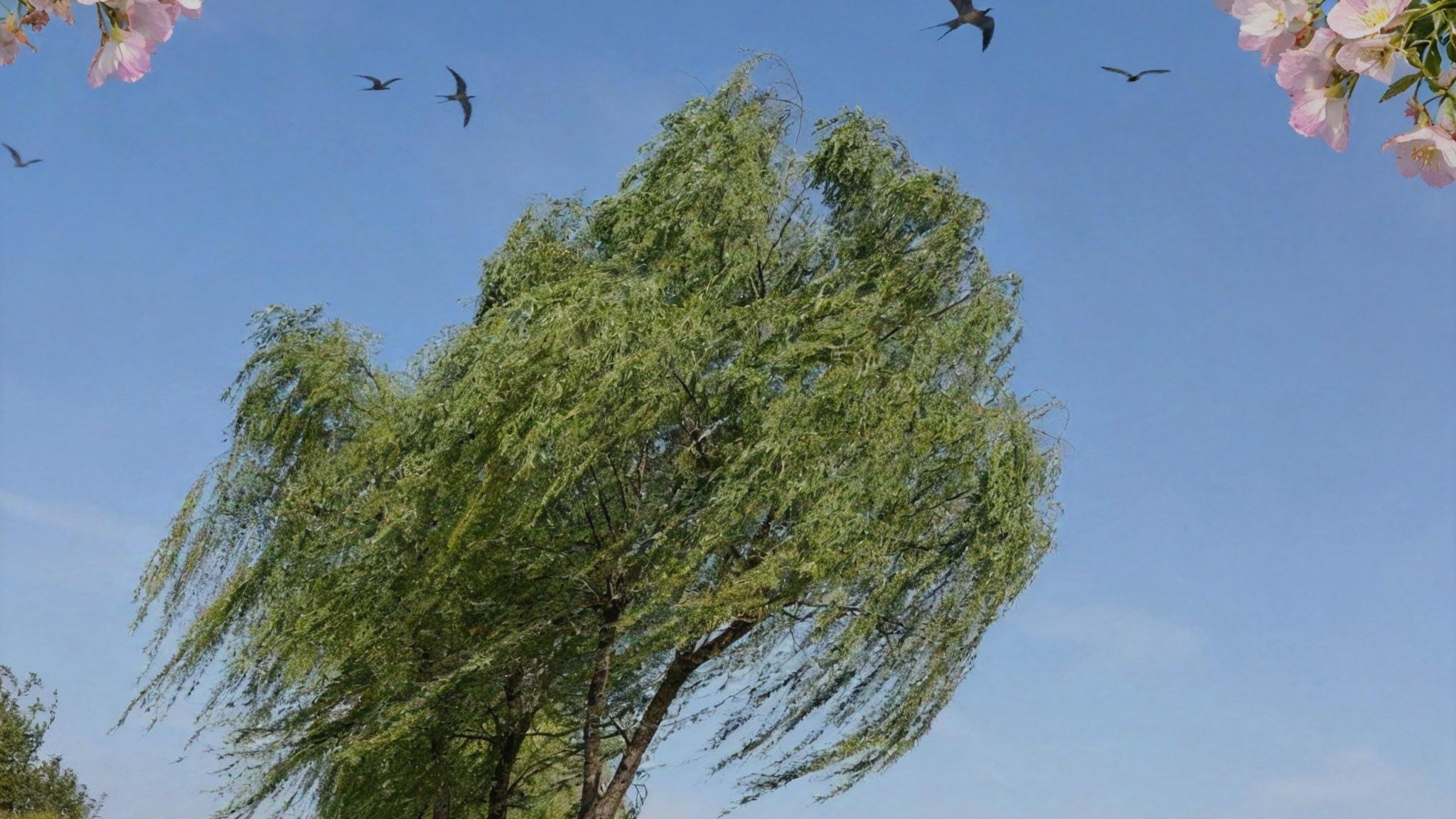 风的路为什么弯弯曲曲？科学家：得怪地球自己转歪了