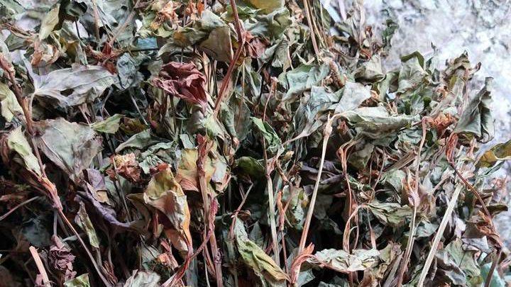 鱼腥草种植面临沙地挑战，保水保肥技术待突破，新材料助力生长需求保障