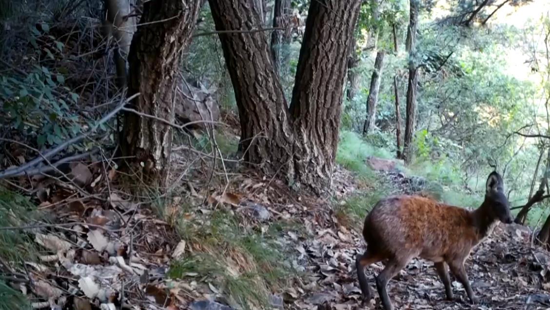 山西晋城出现华北豹，体型硕大肌肉壮实，宛如一头凶猛的老虎