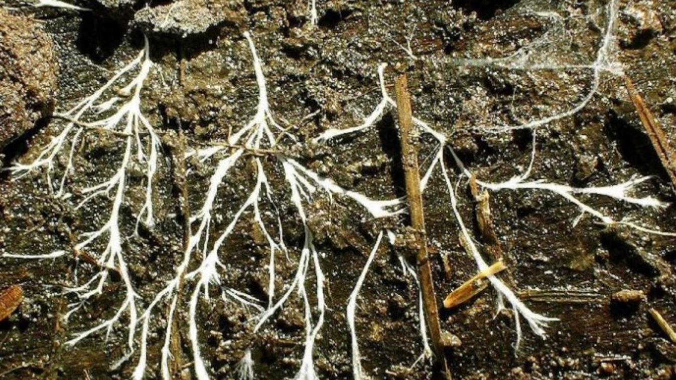 真菌可能具有意识吗？这很难说，但它们的确很聪明