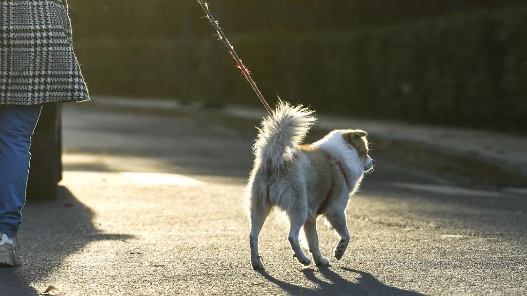 重庆女子遛狗被打：绳长碍路就该用脚踹？ 暴力换不来正义