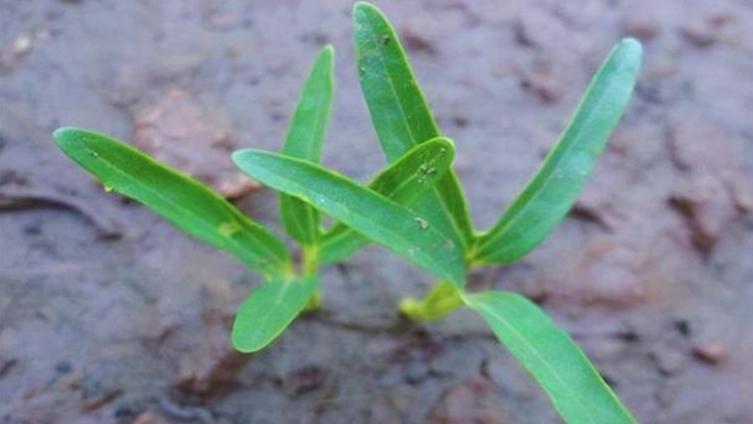 豆角地里还能种点啥？3个技巧让菜园子更丰盛！