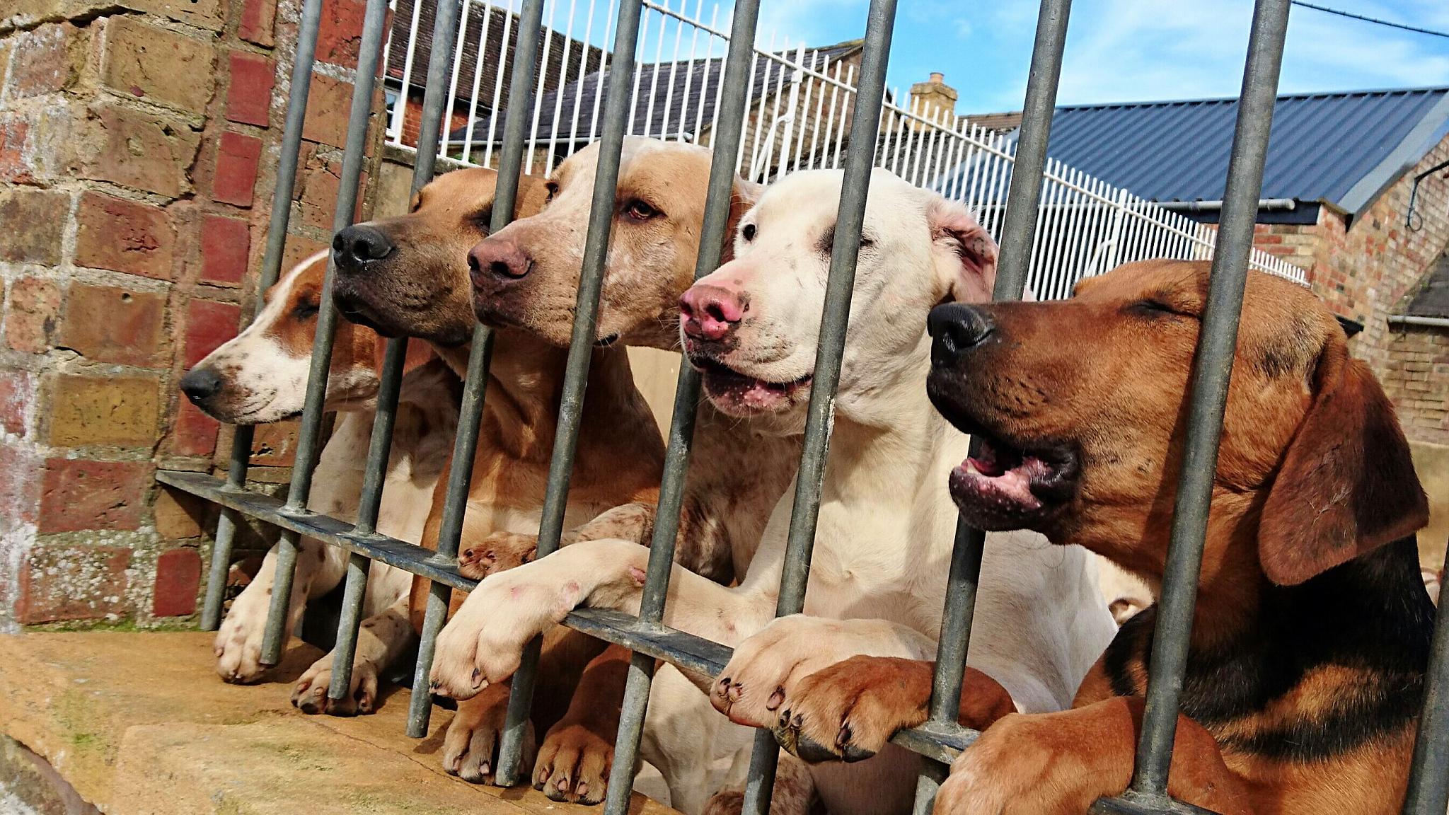 养肉狗年入 10 万？新手必看的合规养殖与避坑指南