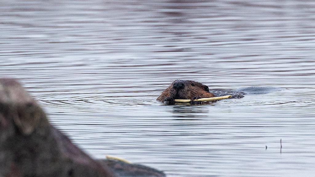 北美海狸：筑坝能手的生态工程学