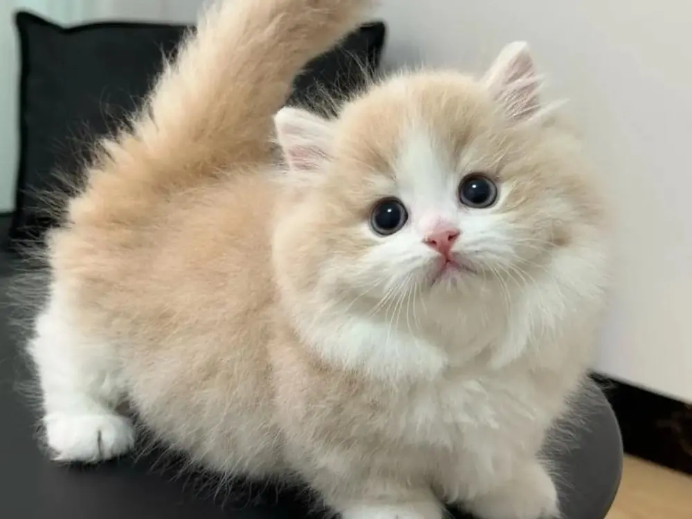 幼猫几个月能吃猫粮？天然猫粮排行榜2025全新揭晓