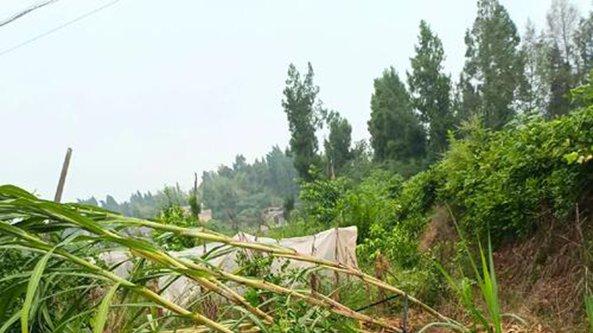 甘蔗渣堆肥改良沙地技术，广西百色喀斯特山区应用，雾灌降温与二次膨果采收法