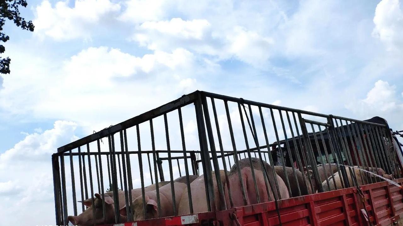 农村养母猪，技术服务跟不上，寻求合作很必要！