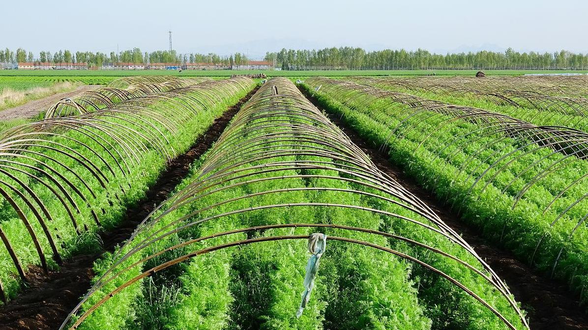 秋天种胡萝卜，这些时间和技巧你必须知道。