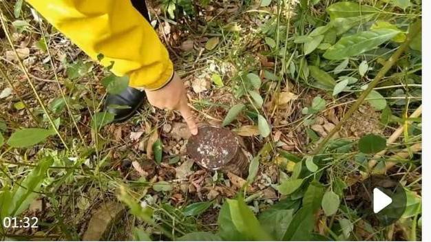 全国人大代表和东莞市检察长开展巡林工作的新闻引关注