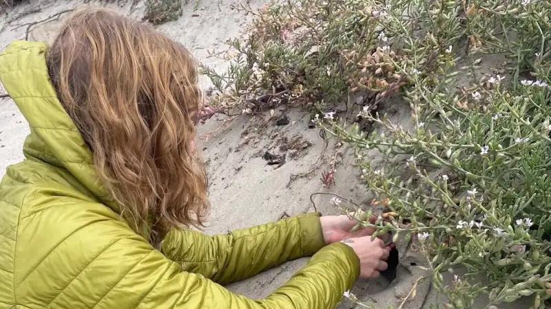 40年不见的蜘蛛突然现身，背后真相令人震惊