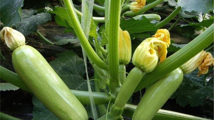 西葫芦银叶病危害严重，正确诊断是关键，及时用药可有效防治