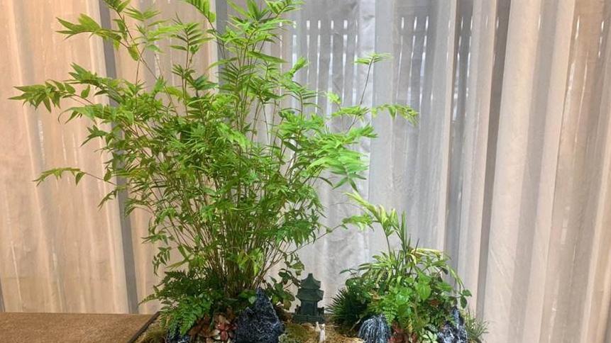 想养好净化空气的米竹？高手教你几招！