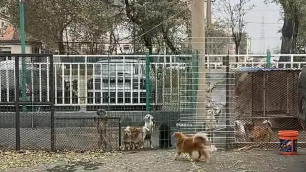 民宿临时加价500元才让住，4S店暖心收养50多只流浪动物！