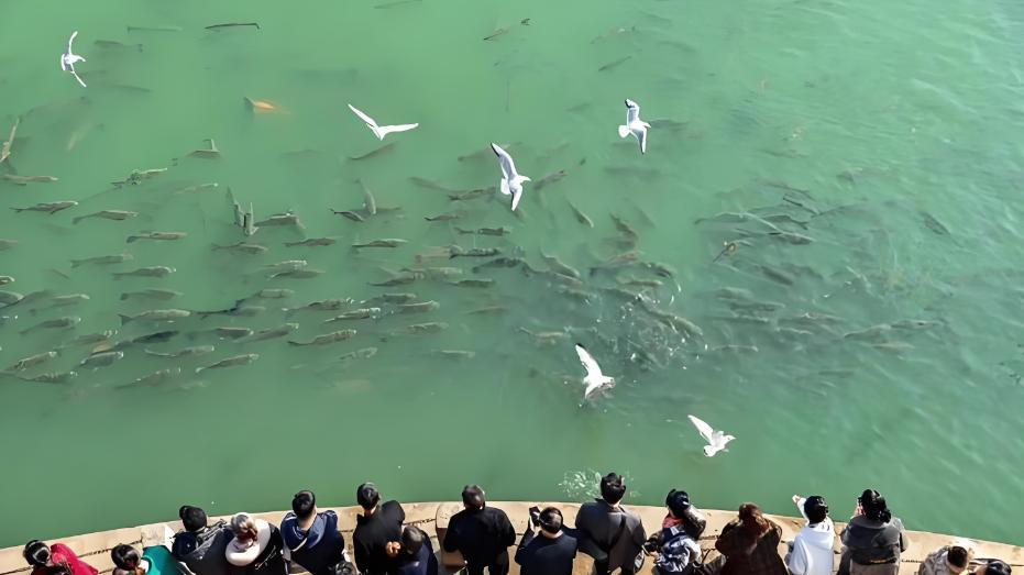 长江禁渔成效曝光：鱼肥成猪，江豚狂追江鳗一口咬住，网友眼馋：它为啥专吃贵的？