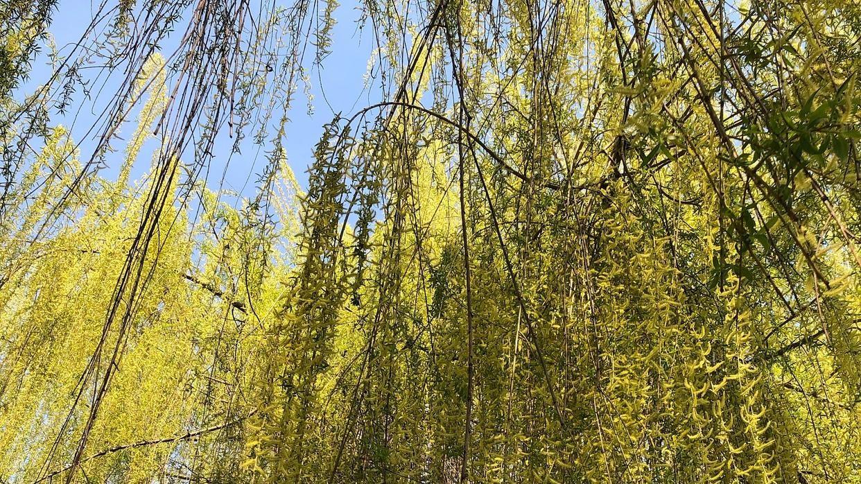 解读柳树的生长奥秘：从落叶习性到种植地点的选择