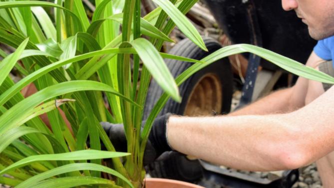 为啥刚买的兰花还没开就掉？为啥干尖？如何保证顺利开花！