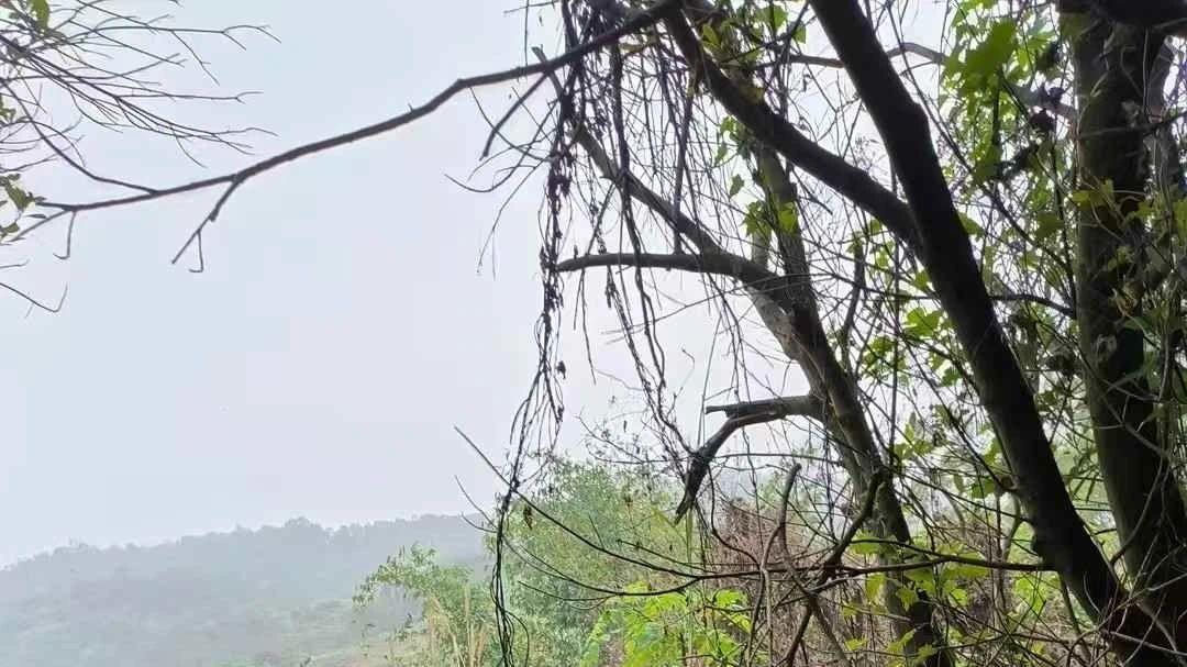 三僚曾真君：应邀在广东揭阳寻龙点穴，勘查坟地