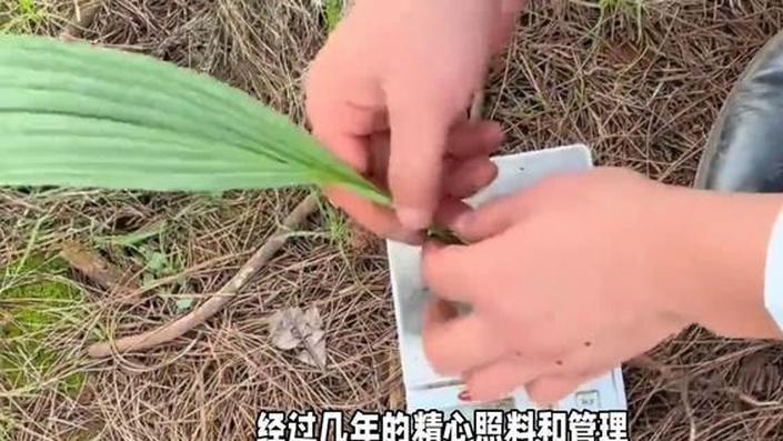 农村小众种植项目，1公斤售价2700元，1亩地年收入可达40万，收藏备用