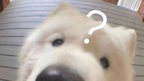 肠胃差的狗狗吃什么狗粮好？好消化狗粮推荐，玻璃胃小狗也能吃好