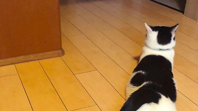 猫砂盆什么品牌质量比较好！5个不容错过的猫砂盆推荐！