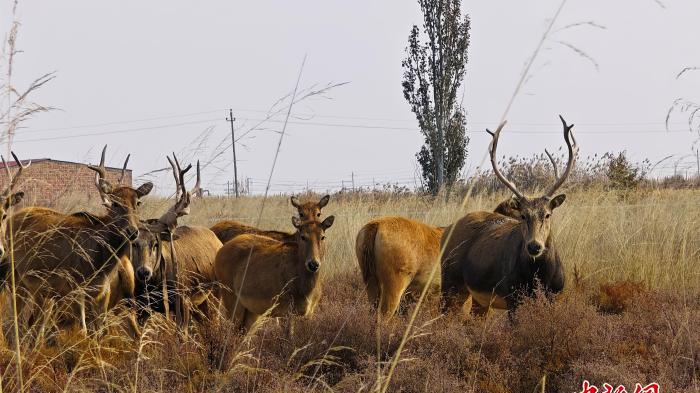 乌梁素海生态“逆袭”：麋鹿北上安家候鸟天堂扩容