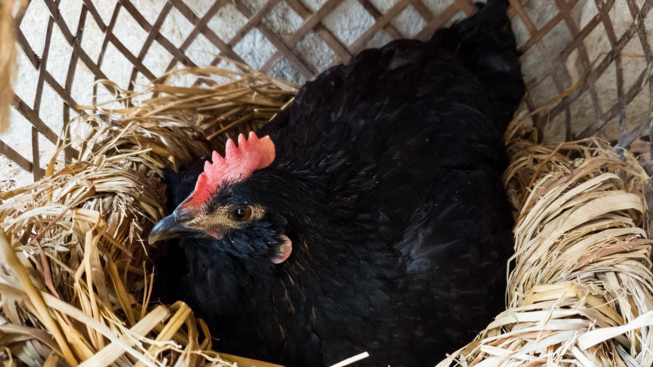 鸡看到自己下的蛋被拿走为啥不生气？它跟人有这么亲吗？脾气有这么好吗？