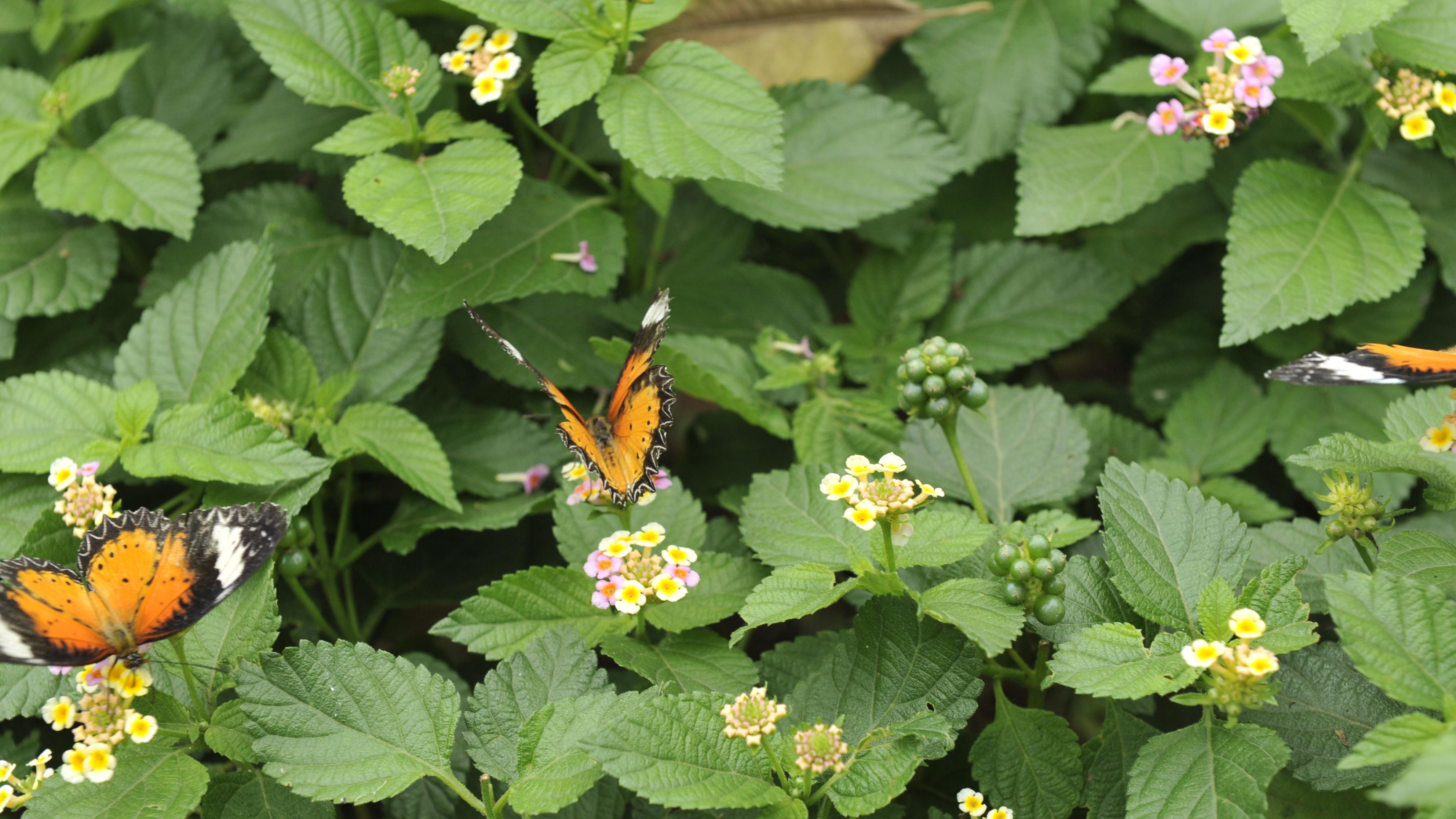 蝴蝶：羽化的诗篇