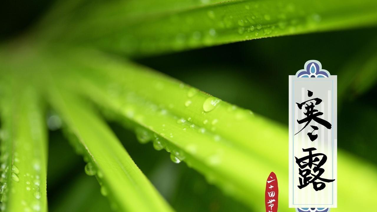 早寒露冻死牛，晚寒露暖烘烘，寒露节气那些事儿