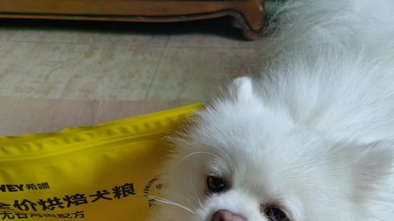 双十一养狗人囤什么粮？自用狗粮囤货分享，营养均衡更健康