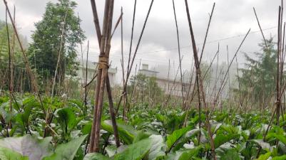 如何提高茄子坐果率，种植茄子用什么肥料产量高？