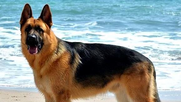 为什么狼群不敢攻击有牧羊犬保护的羊群？狼群难道打不过一条狗？