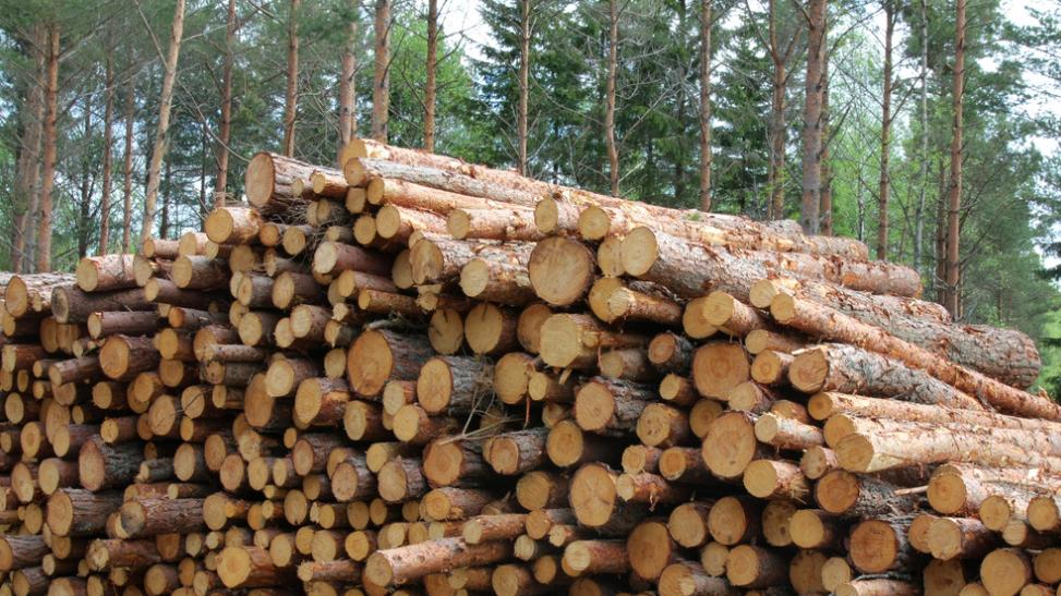 对华出口逆势增长创年内新高，本土原木采购量大幅收缩