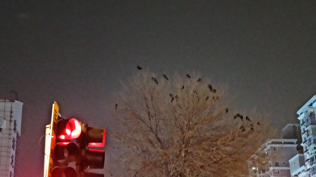 深秋初冬笔话：五道口的老鸹